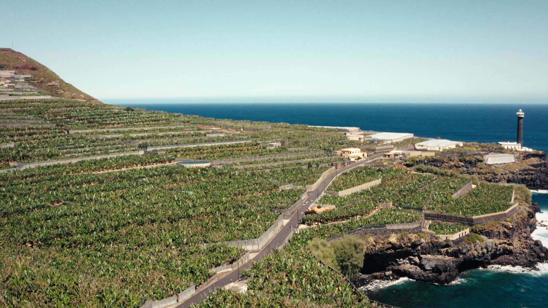 Bananenplantages, La Palma