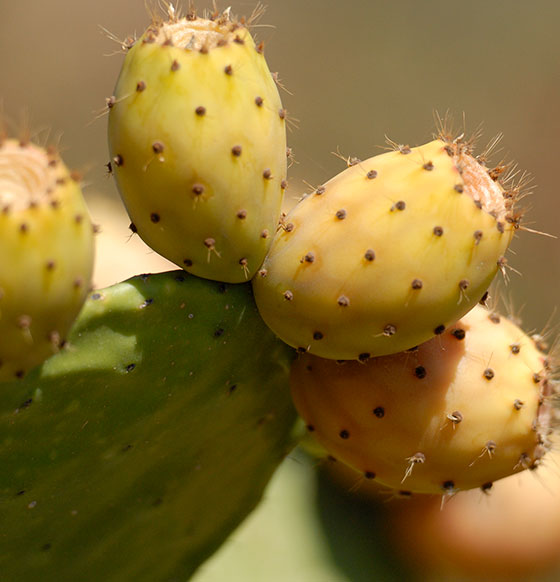 Tunos 
