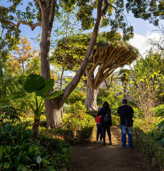 tenerife - Hijuela del Botánico