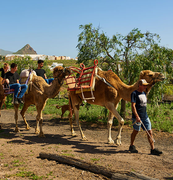 Camel Park