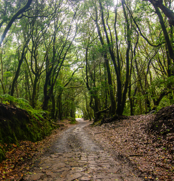 Caserío de El Cedro