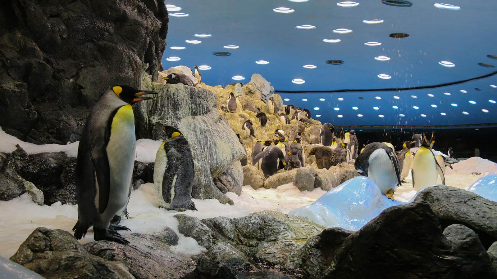 Loro Parque, una excursión familiar Hallo Canarische Eilanden