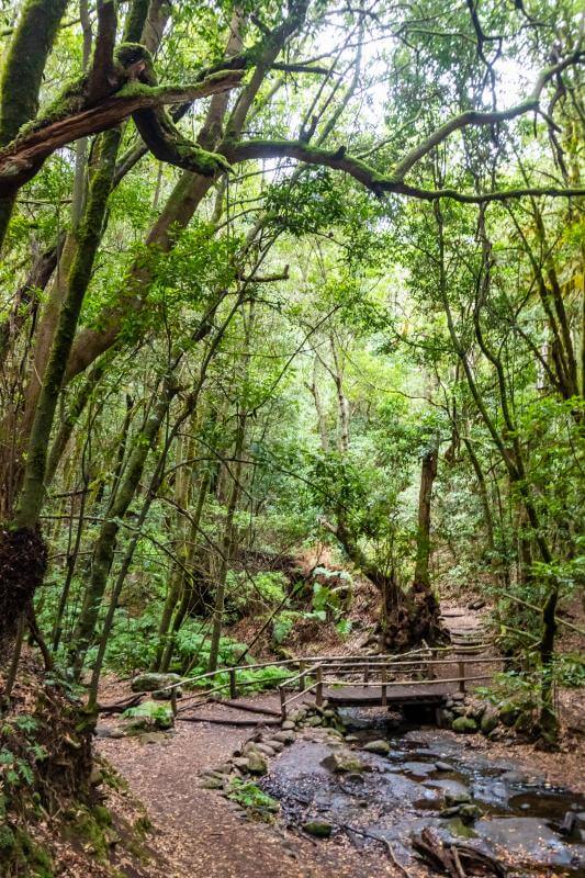 La Gomera. Barranco del Cedro