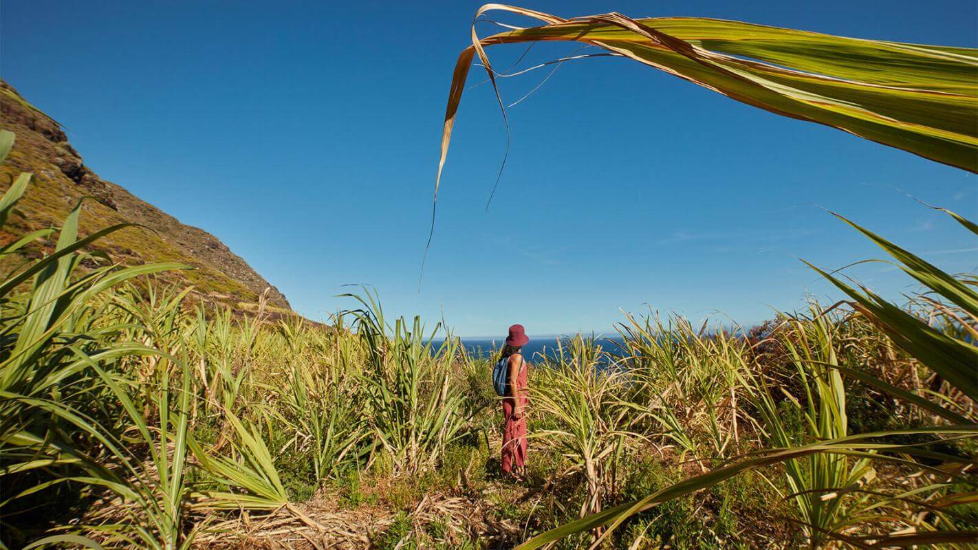 Suikerrietteelt, La Palma.