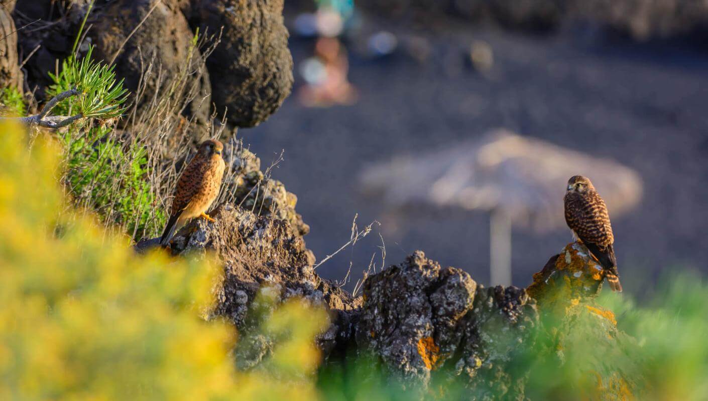 Twee vogels op vulkanische rotsen bij Charco Verde, met vervaagde vegetatie en strand op de achtergrond.