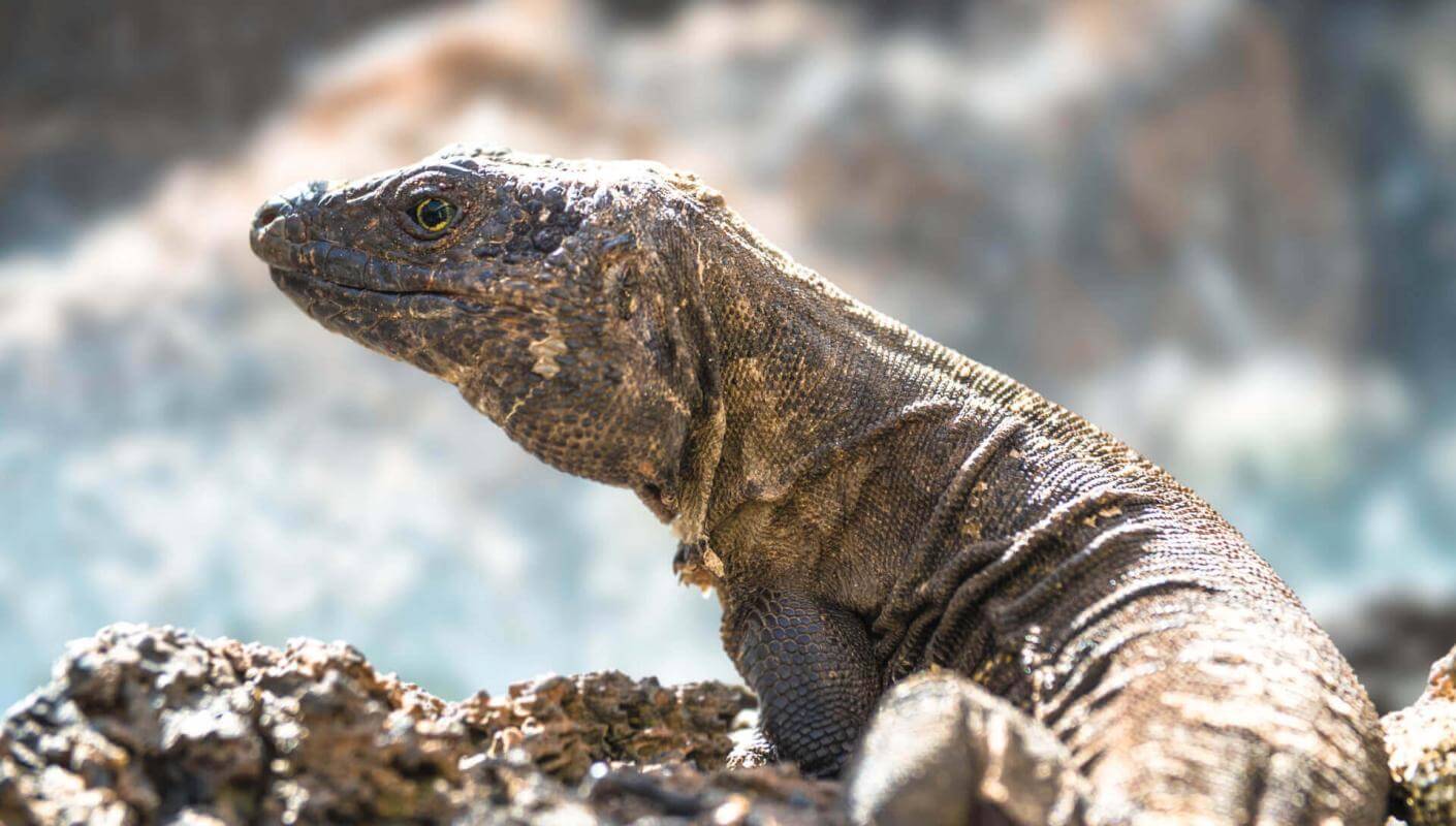 Lagarto gigante (endemische beschermde reuzenhagedis van de Canarische Eilanden) op rots, zonlicht.