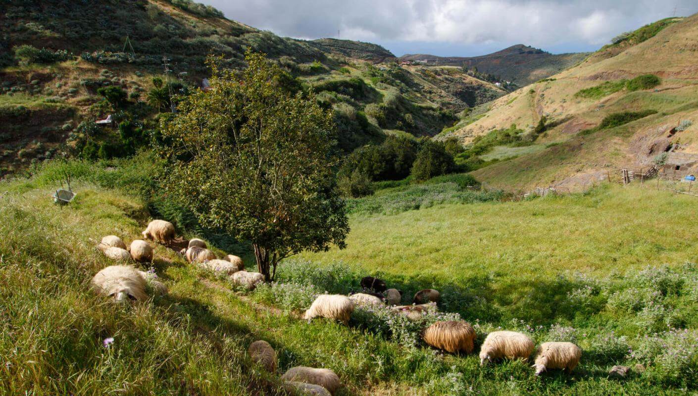 Schapen grazen in een groene vallei in Montaña Alta, Gran Canaria, omgeven door glooiende hellingen.