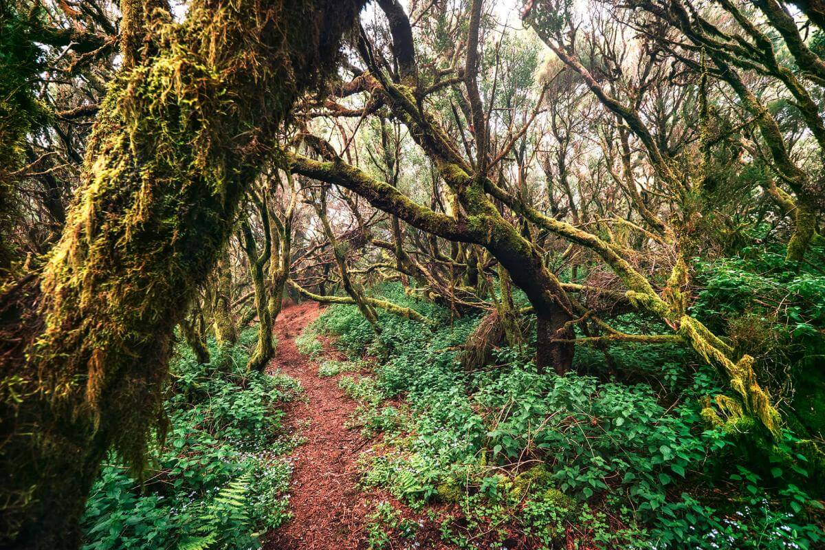 Reserva de Mencáfete Espacios naturales de El Hierro