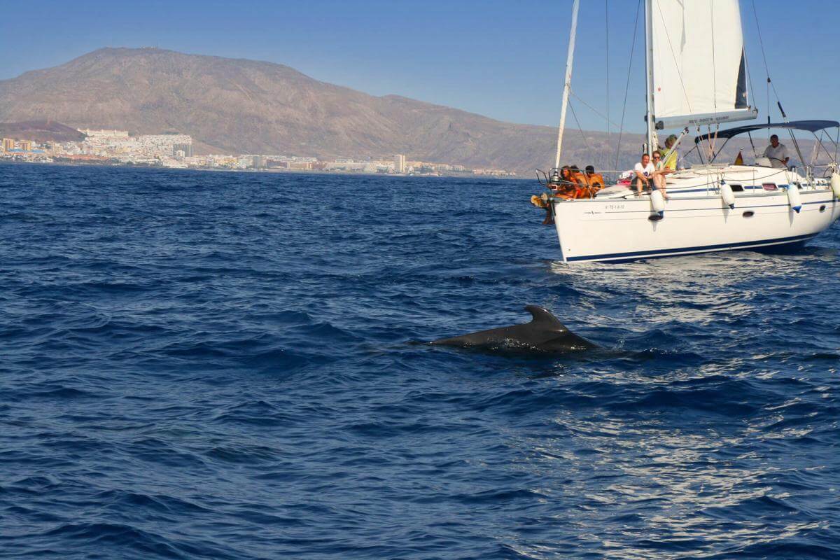 Excursión para avistar cetáceos en libertad - galeria2