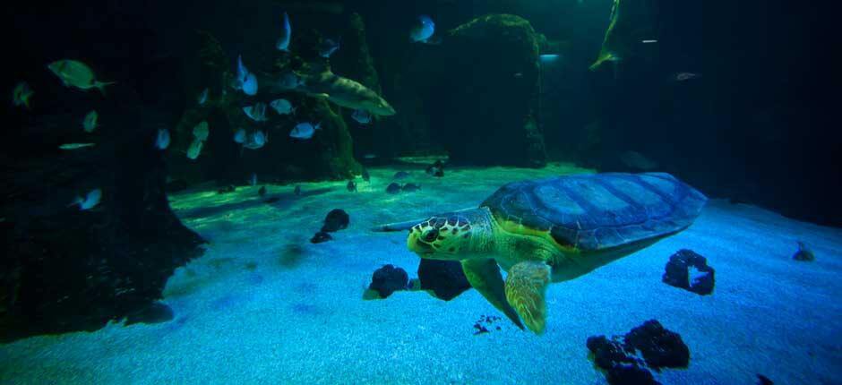 Aquarium Aquariums in Lanzarote