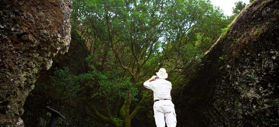 Árbol Garoé, in El Hierro