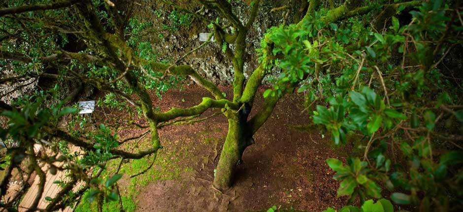 Árbol Garoé, in El Hierro