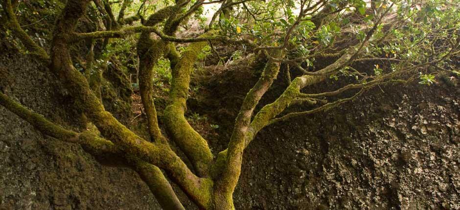 Árbol Garoé, in El Hierro