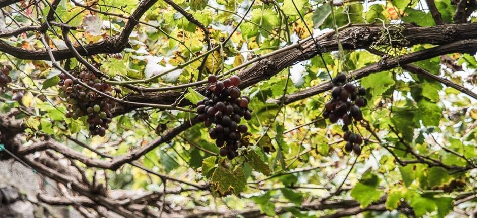 Bodega Los Berrazales + Bodegas van Gran Canaria