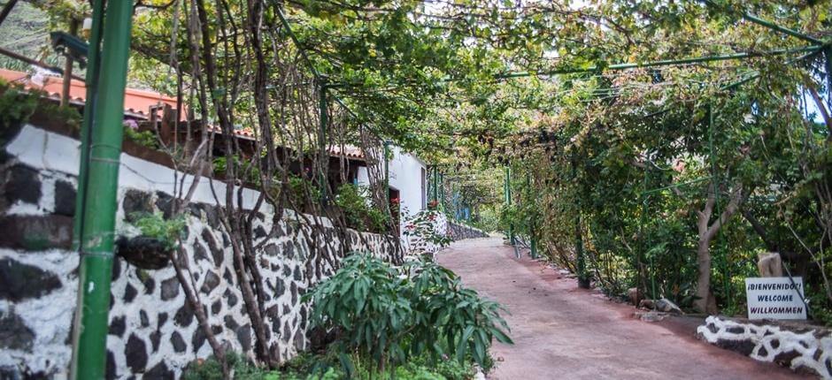 Bodega Los Berrazales + Bodegas van Gran Canaria