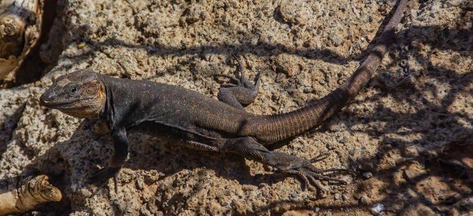 Cenobio de Valerón interessante bezichtingen op Gran Canaria