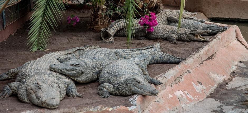 Cocodrilo Park Zoo’s in Gran Canaria