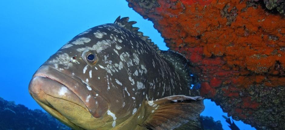 Veril Grande Scubaduiken in Fuerteventura