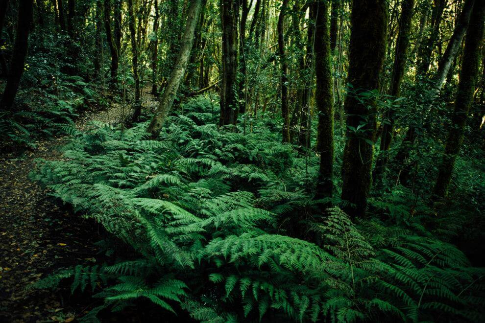 Caserío de El Cedro