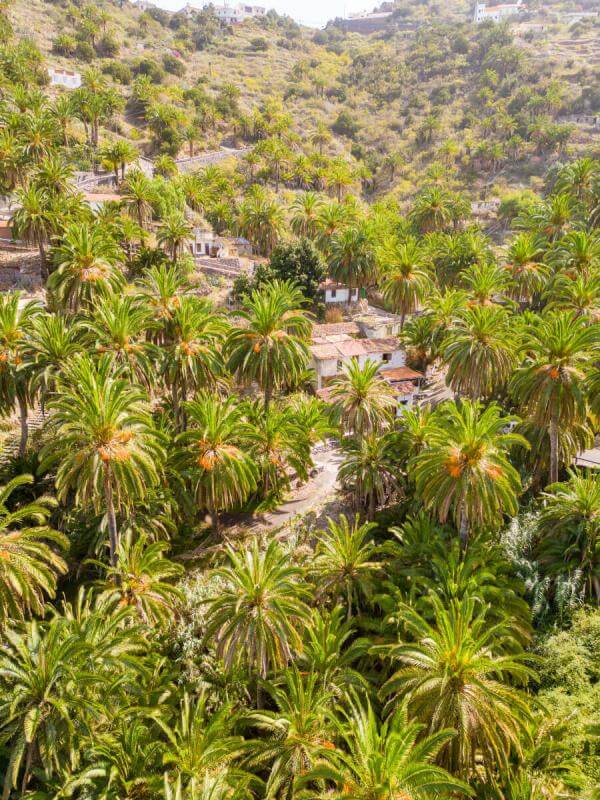 Tamargada - Mazapeces