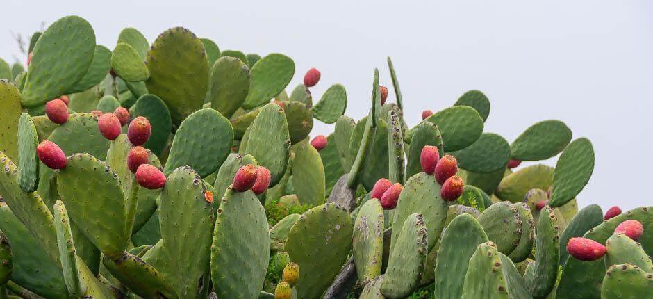 Isora boerderijen El Hierro