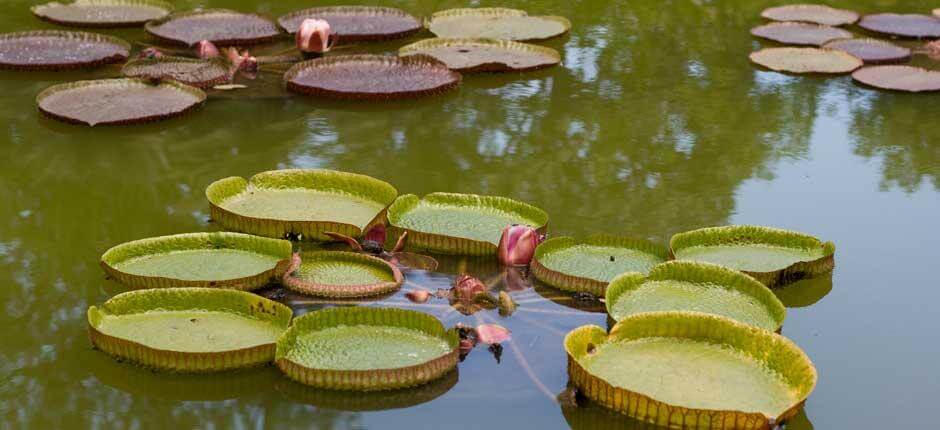 Jardín de Aclimatación de La Orotava Musea en toeristische centra van Tenerife