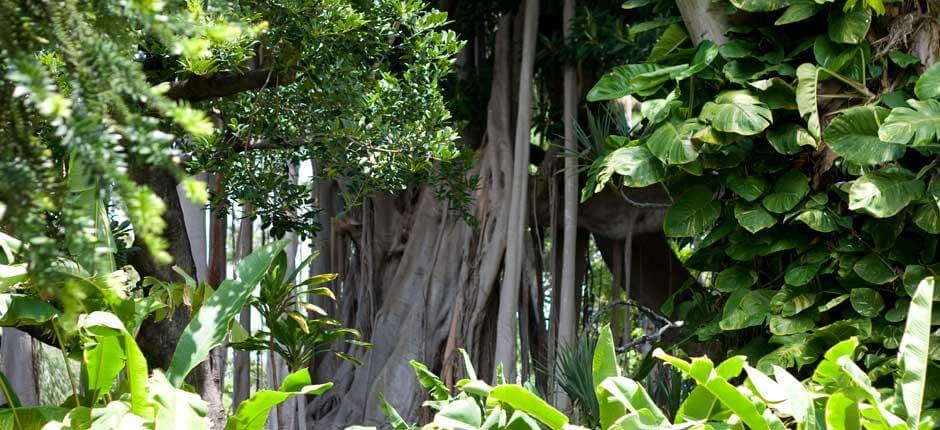 Jardín de Aclimatación de La Orotava Musea en toeristische centra van Tenerife