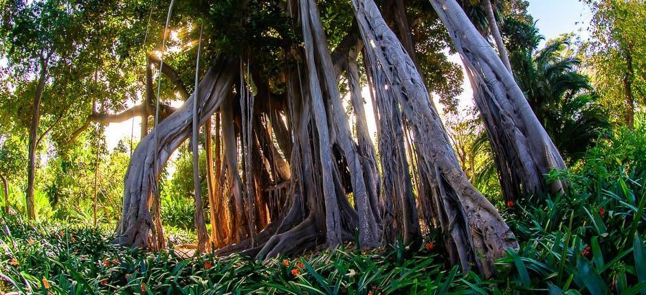 Jardín de Aclimatación de La Orotava Musea en toeristische centra van Tenerife