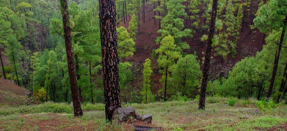 Las Tricias boerderijen La Palma