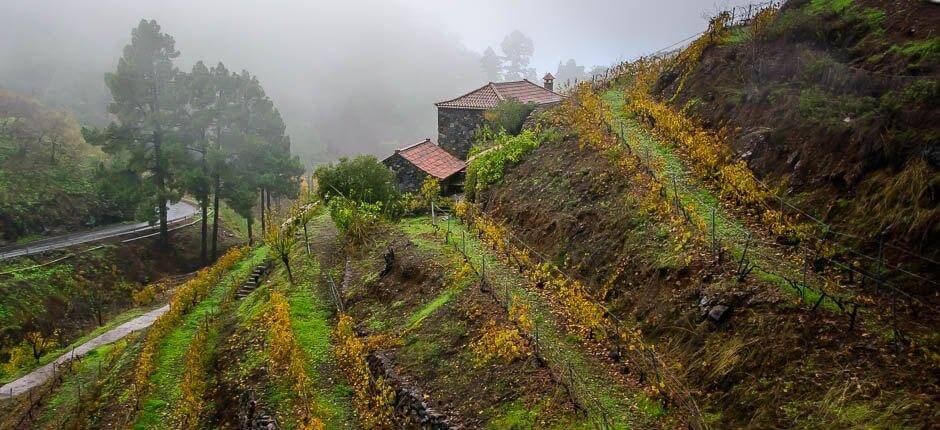 Las Tricias boerderijen La Palma