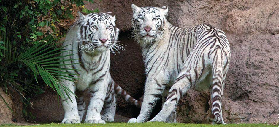 Loro Parque Zoo’s in Tenerife