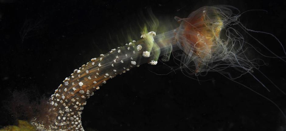 Duiken vanaf de pier van La Restinga op El Hierro