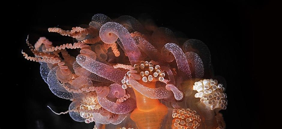 Duiken vanaf de pier van La Restinga op El Hierro