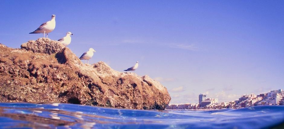 Playa de Las Canteras Populaire stranden in Gran Canaria