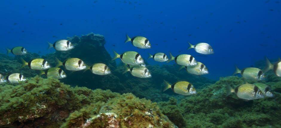 Scubaduiken in Punta Restinga, El Hierro