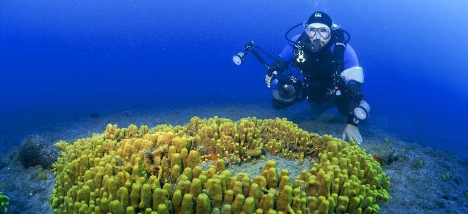 Duiken in Risco Verde op Gran Canaria