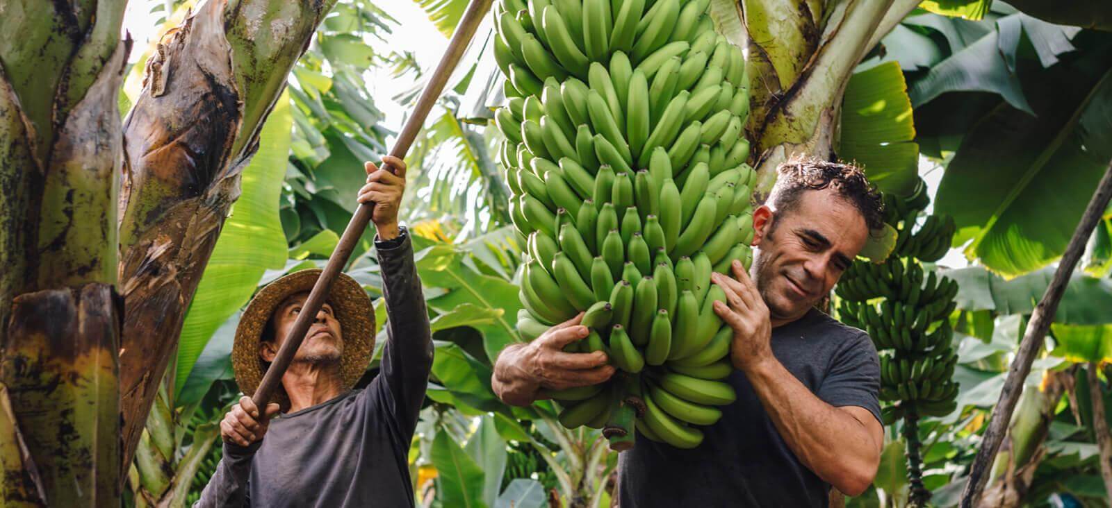 Bananenbomen. La Palma