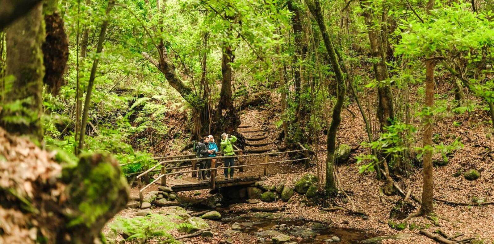 Groepswandeling in een groen bos over een brug over een beek in Natuurgebied van Anaga, Tenerife.