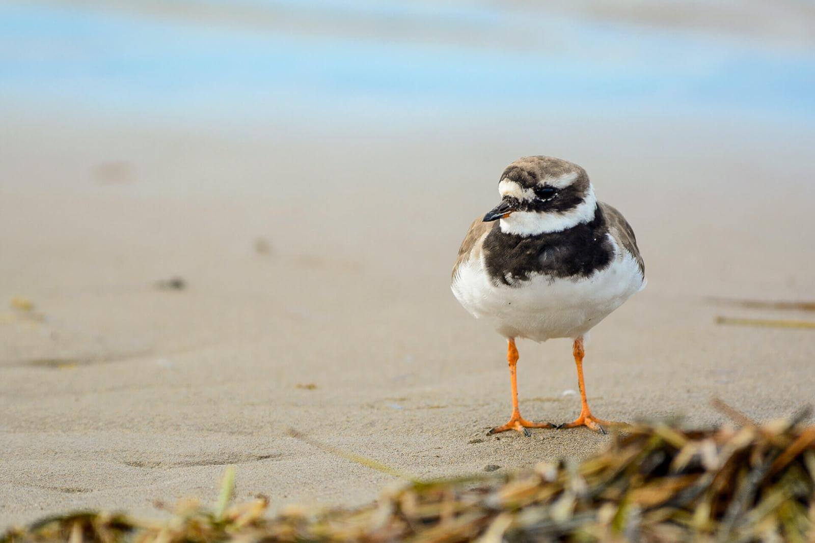 Kleine vogel met oranje poten, bruine veren en witte buik op het zandstrand.