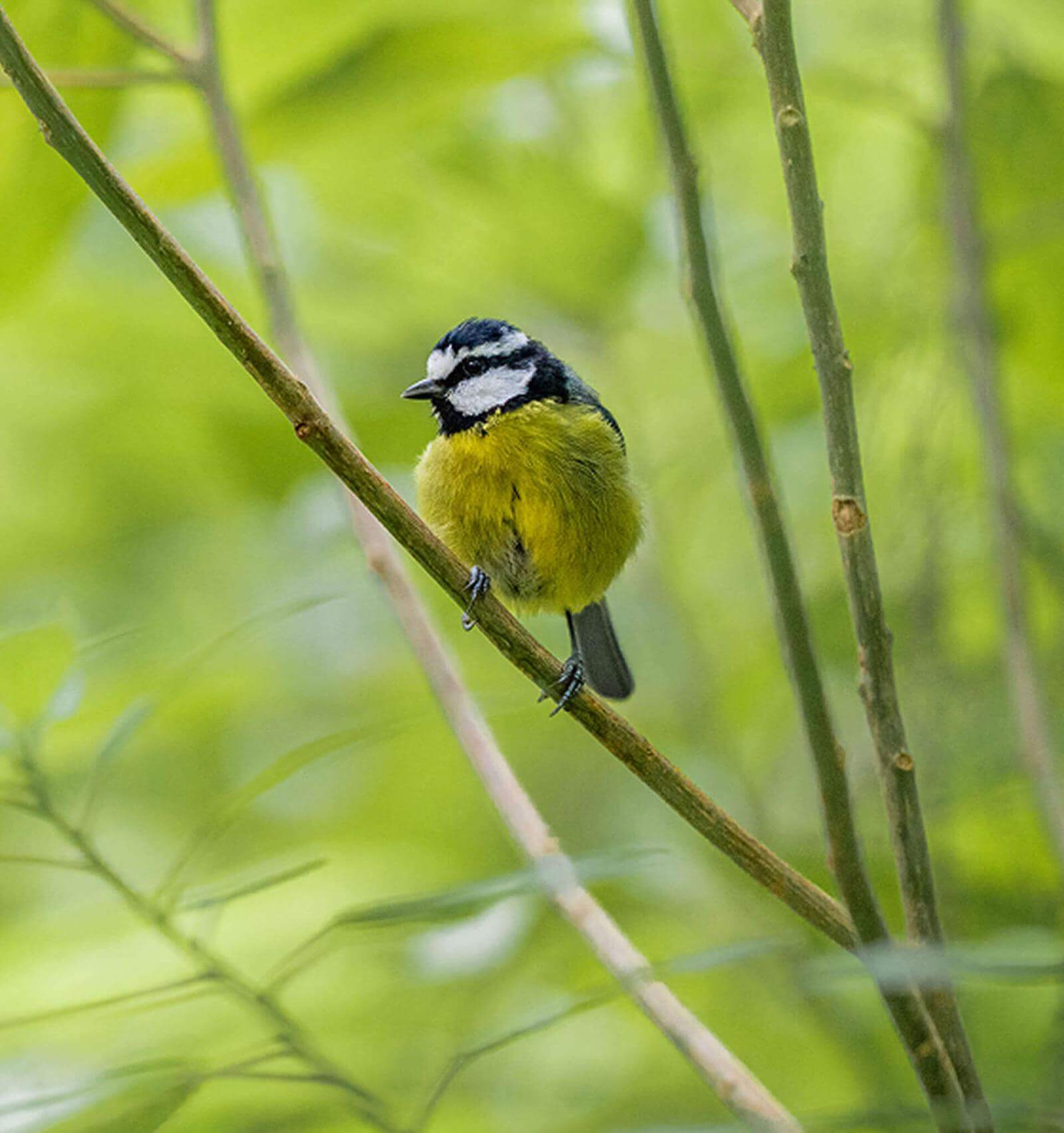 Kleine vogel met gele borst en blauwwitte kop op een tak tussen groene vegetatie.
