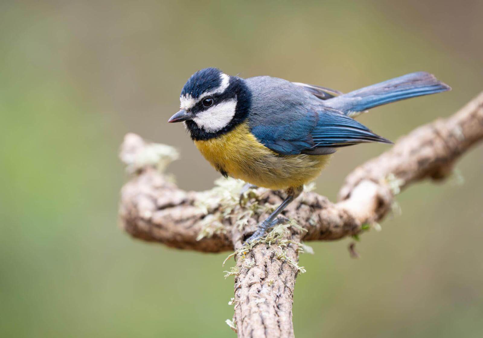 Vogel op een tak met diepblauwe veren, gele borst en opvallende witte strepen op de kop.
