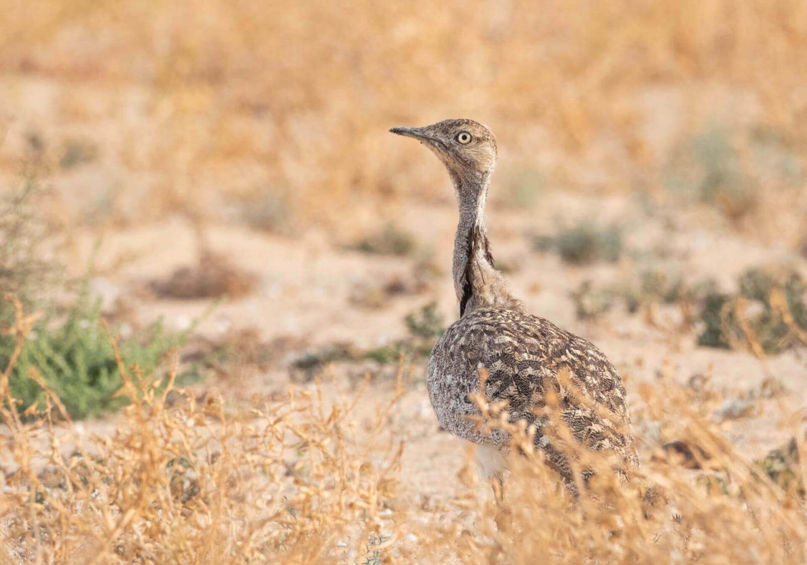 Bruingrijze vogel met lange nek en gevlekte veren, rechtop tussen de schaarse vegetatie in een dor landschap.