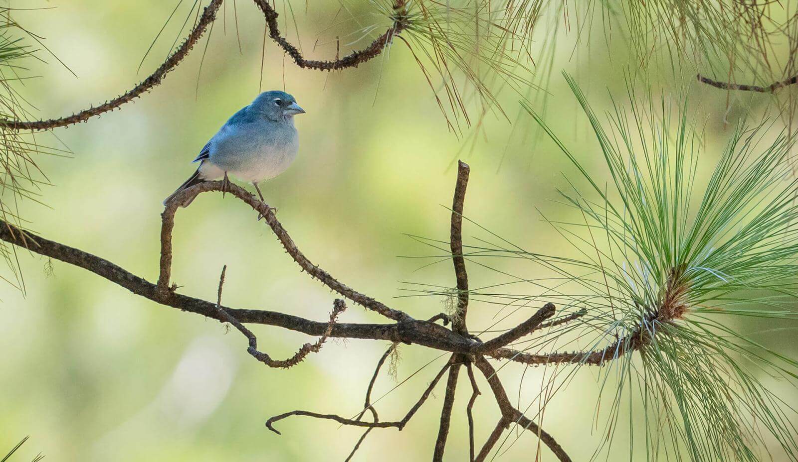 Klein blauw vogeltje met grijzige borst en fijne snavel op een dennentak met zachte, lichtgroene naalden.