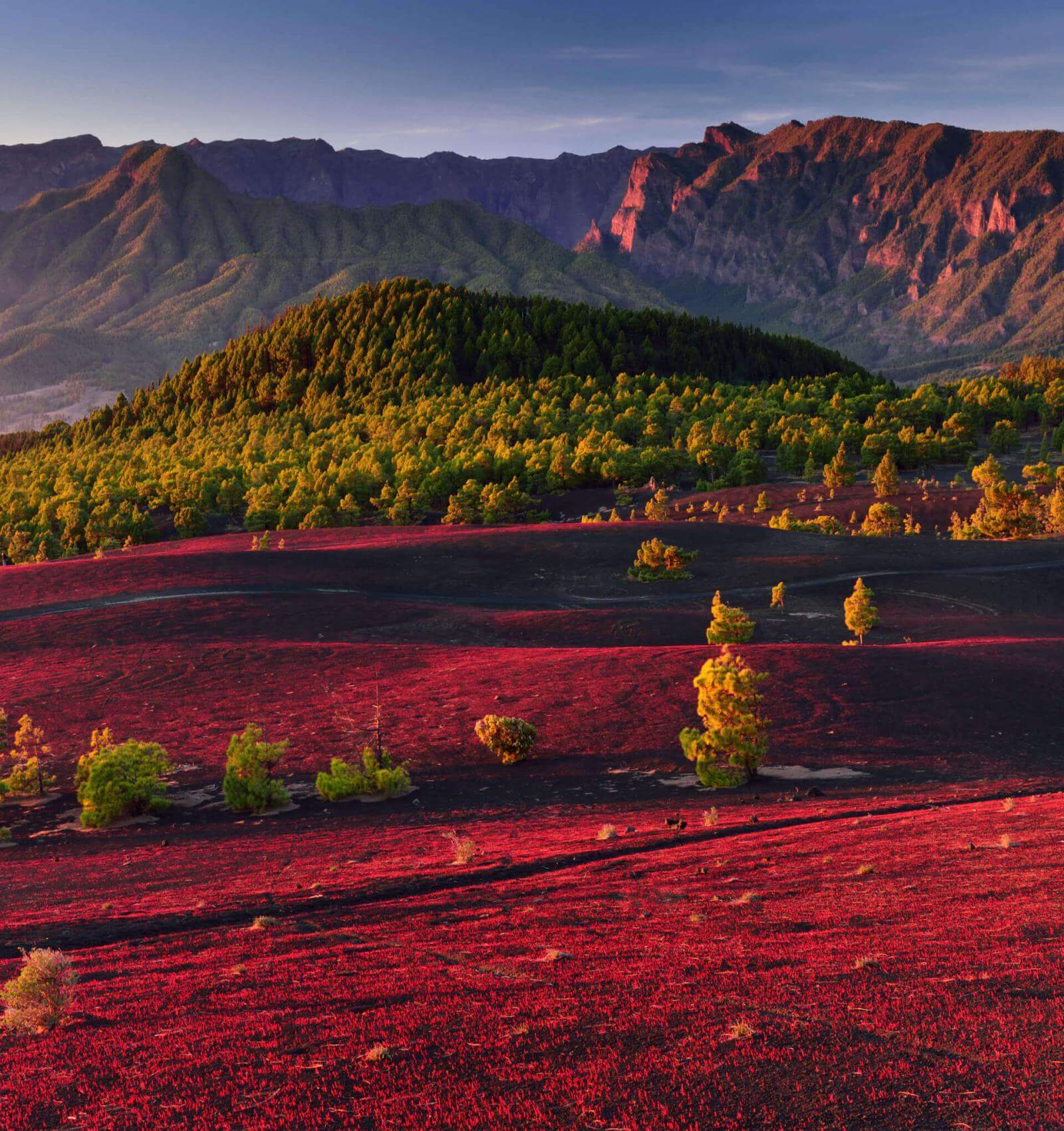 Llanos del Jable op La Palma, met een vulkanische vlakte, Canarisch dennenbos en bergen op de achtergrond.