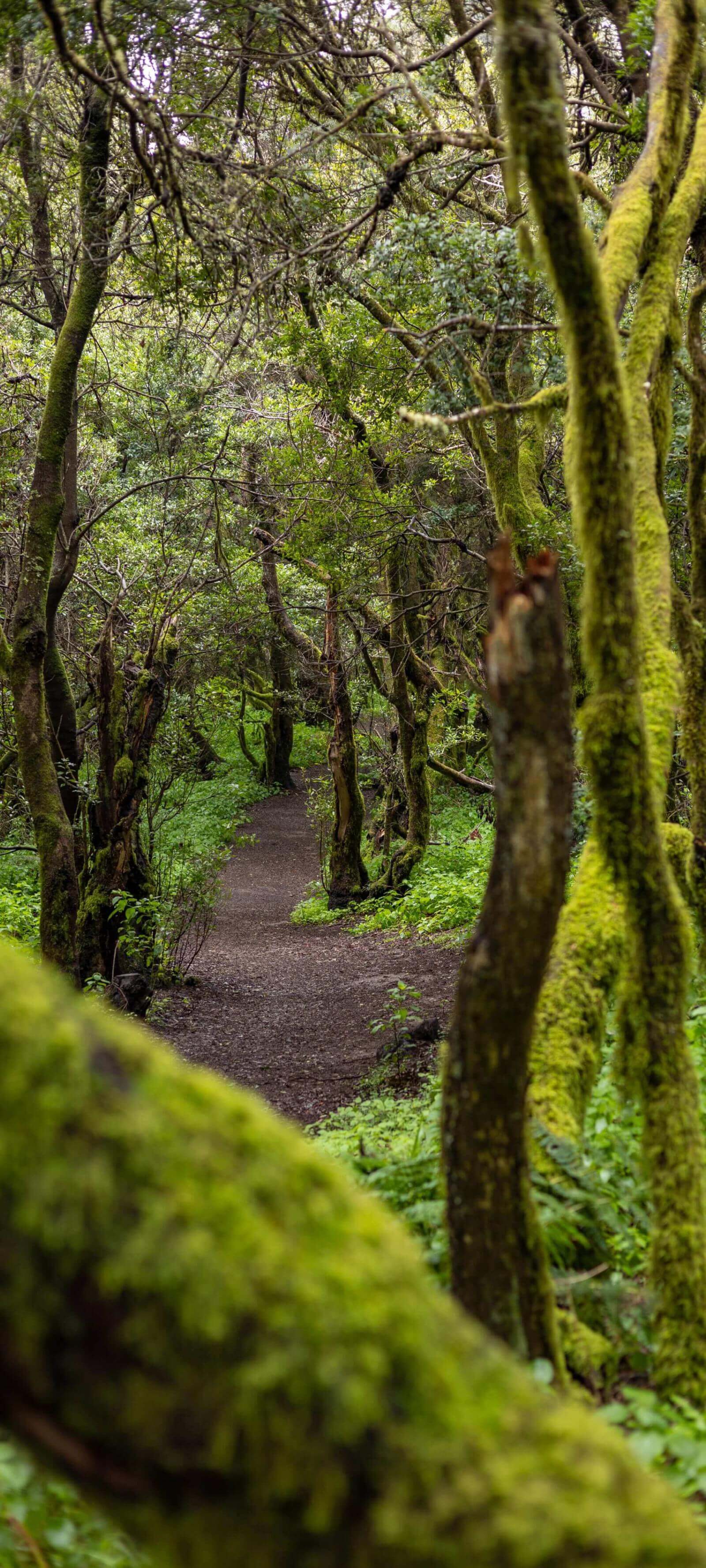 Het La Llanía-pad op El Hierro loopt door een weelderig laurierbos met stammen vol mos.