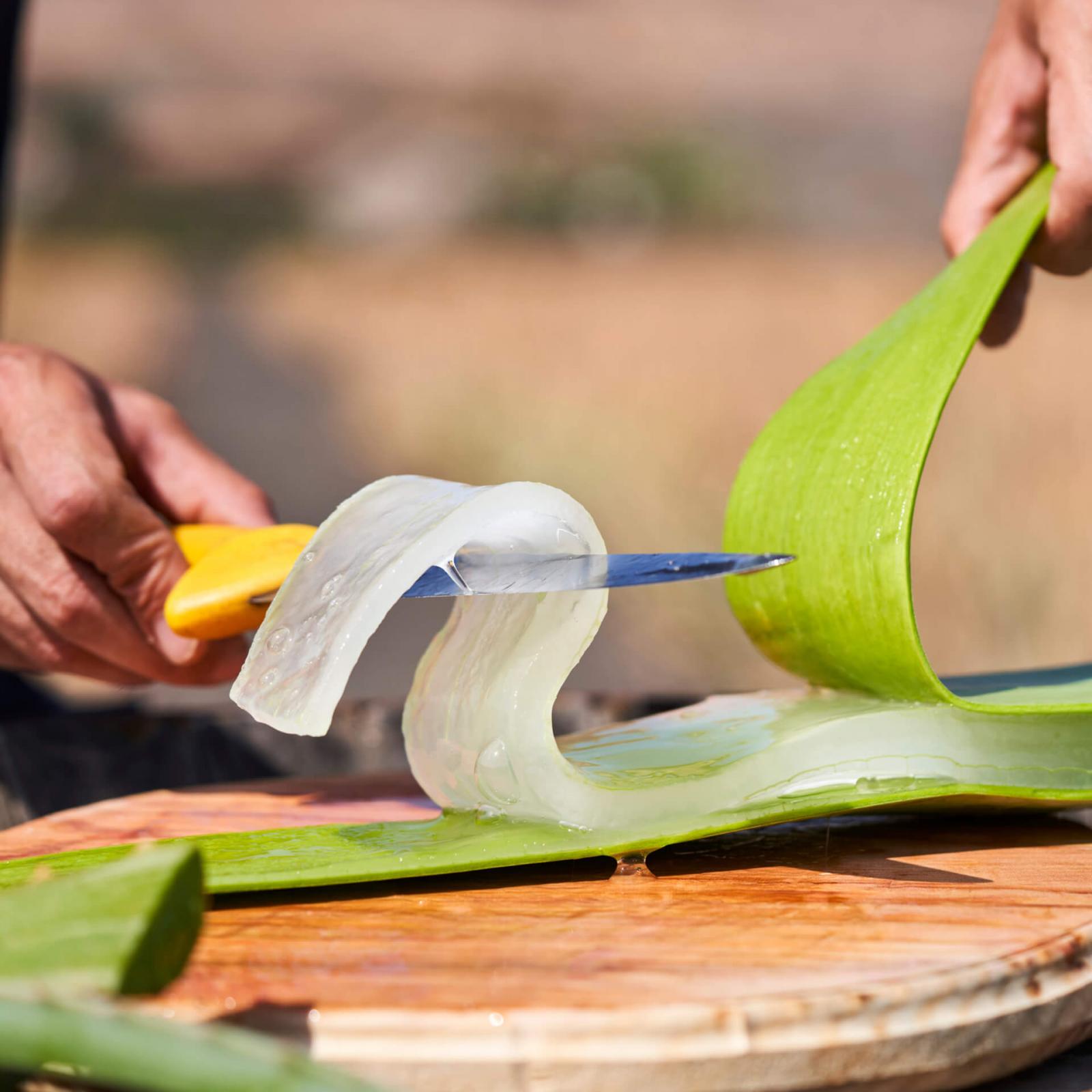 Imagen - Producto Canario - Aloe Vera - 05