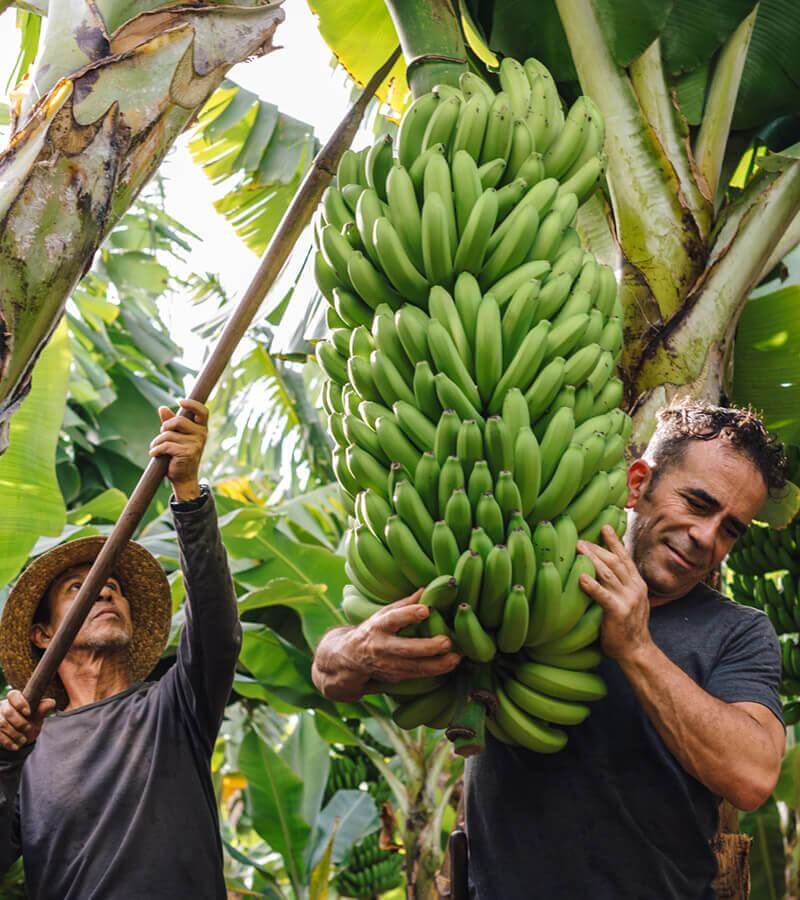 Bananenbomen. La Palma