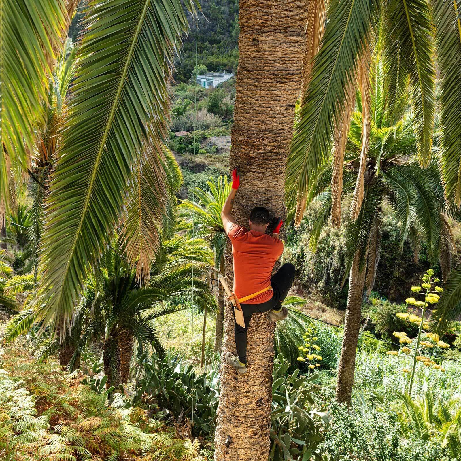 Canarische palmboom. "Palmhoning"