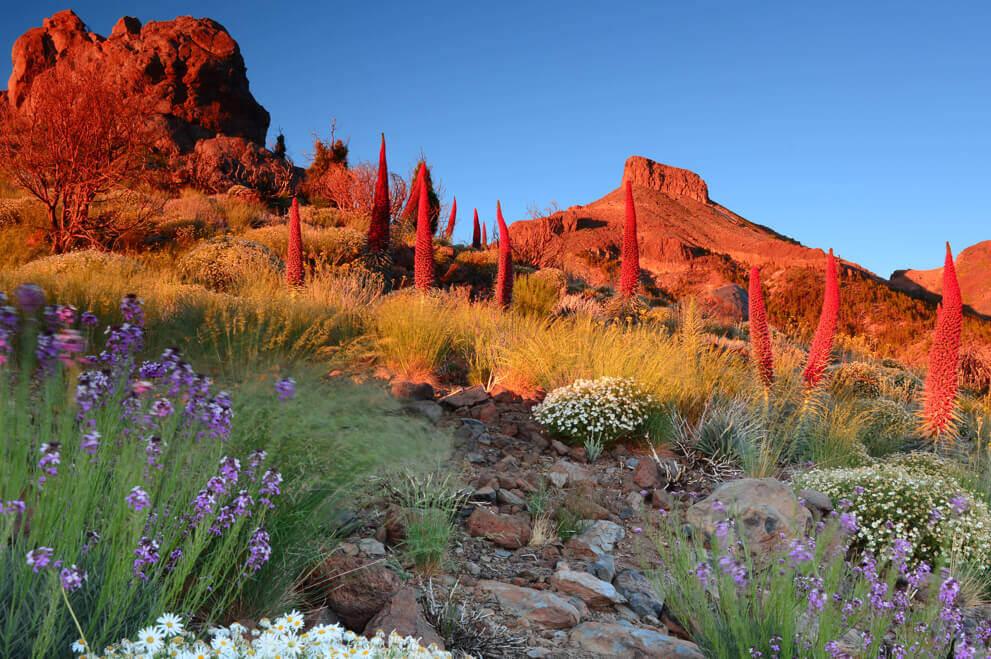 Tajinastes rojos (endemische struik van de Teide) in bloei op de hellingen, verlicht bij zonsondergang.