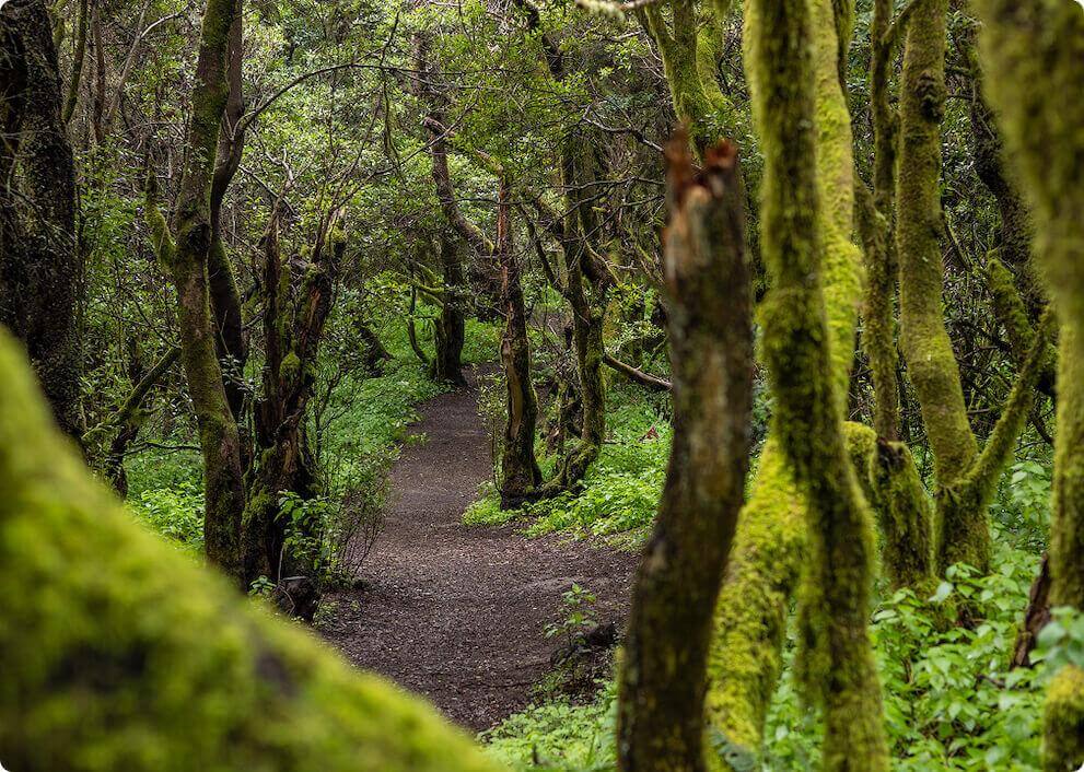 Het La Llanía-pad op El Hierro loopt door een weelderig laurierbos met stammen vol mos.